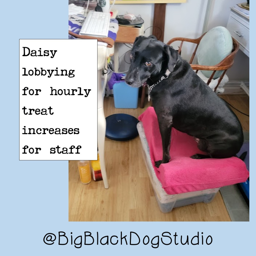 Daisy on her pink cushion